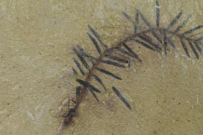 Dawn Redwood (Metasequoia) Fossil - Montana #153695